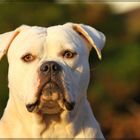 American Bulldog Ella