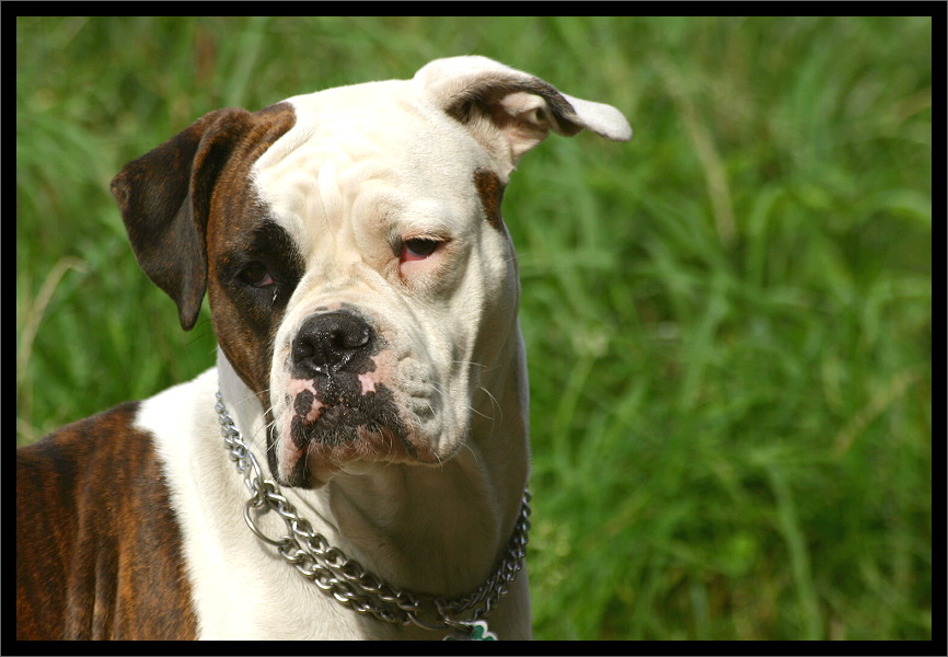 American Bulldog