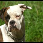 American Bulldog