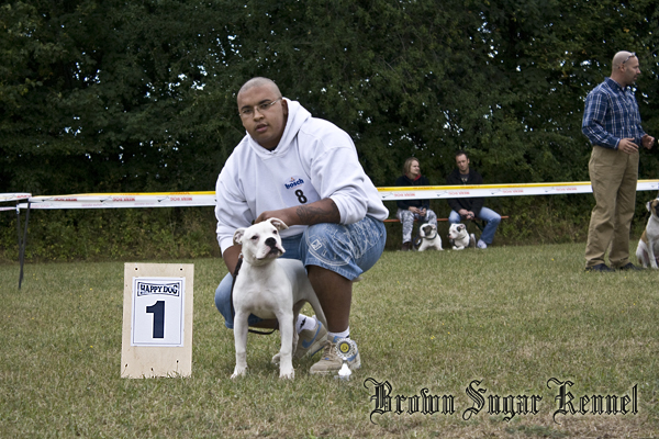 American Bulldog Krusty