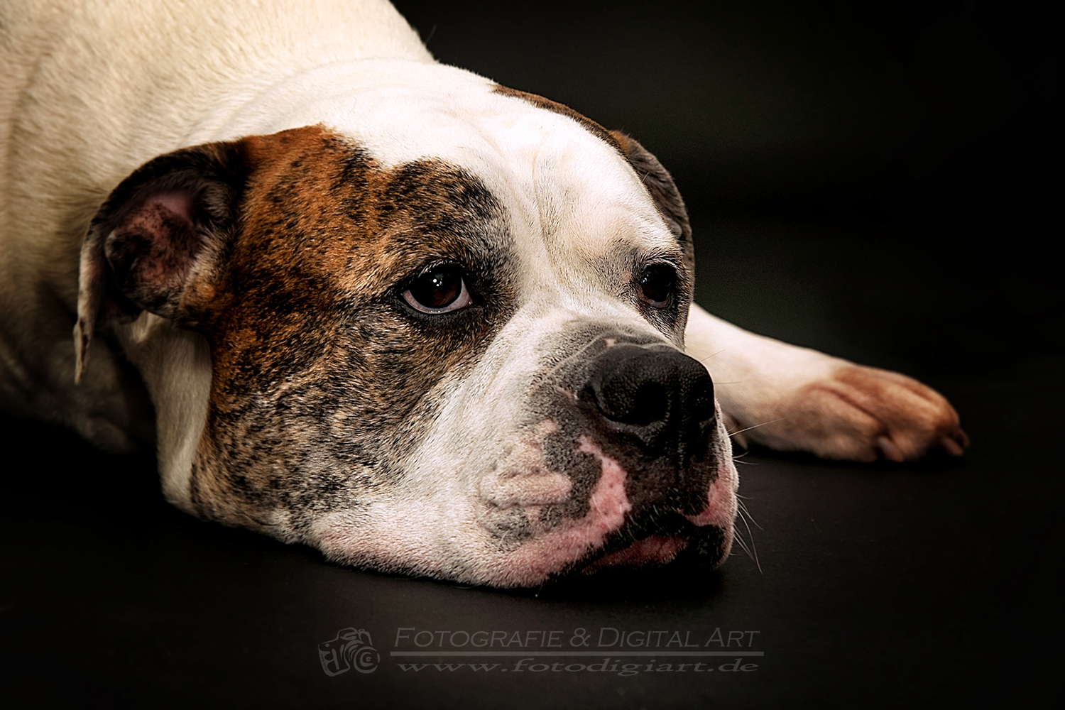 American Bulldog Mix "Spike"