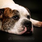 American Bulldog Mix "Spike"