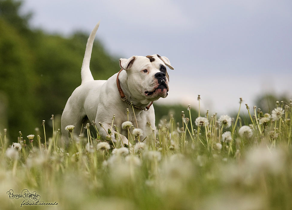 American Bulldog, Pusteblume, Action