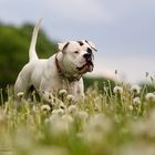 American Bulldog, Pusteblume, Action