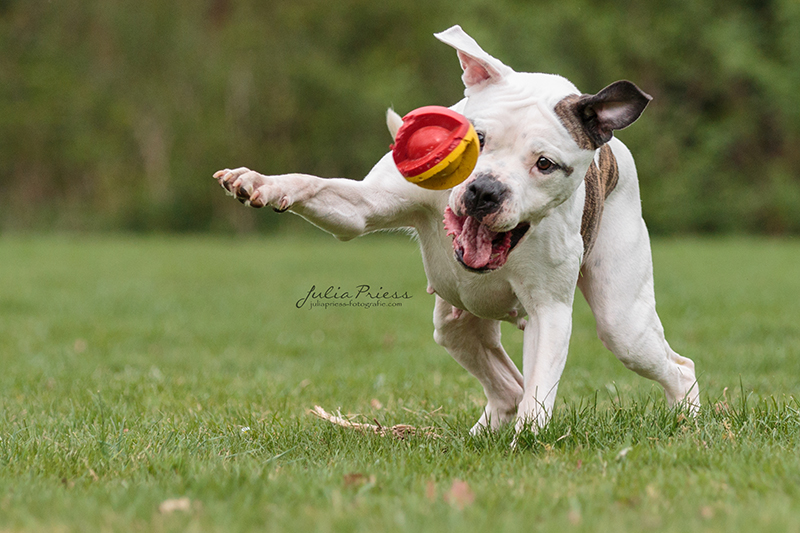 American Bulldog Sari