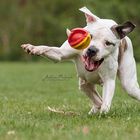 American Bulldog Sari