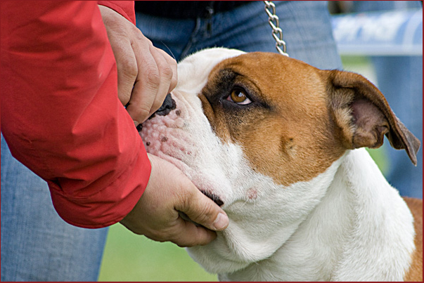 American Bulldog Show