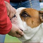 American Bulldog Show