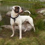 American Bulldog Timberland´s Miles