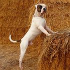 American Bulldog Timberlands Miles