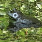 American Bullfrog (male)