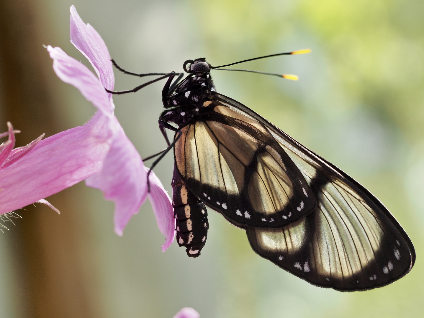 American Butterfly