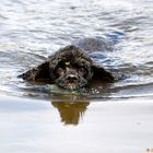 American Cocker bei der Wasserarbeit