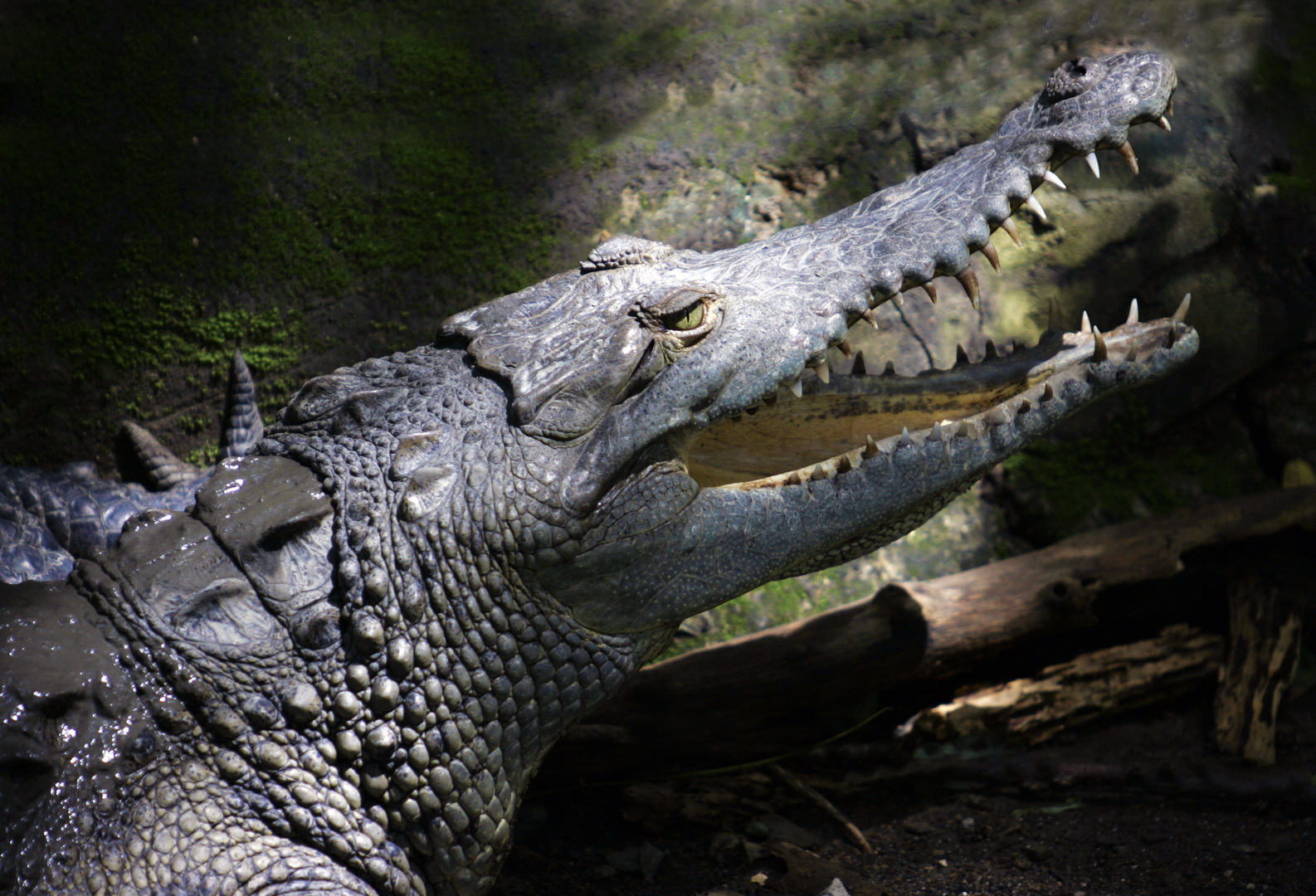 American Corocodile