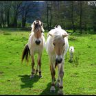 American Cream Draft Horse ?