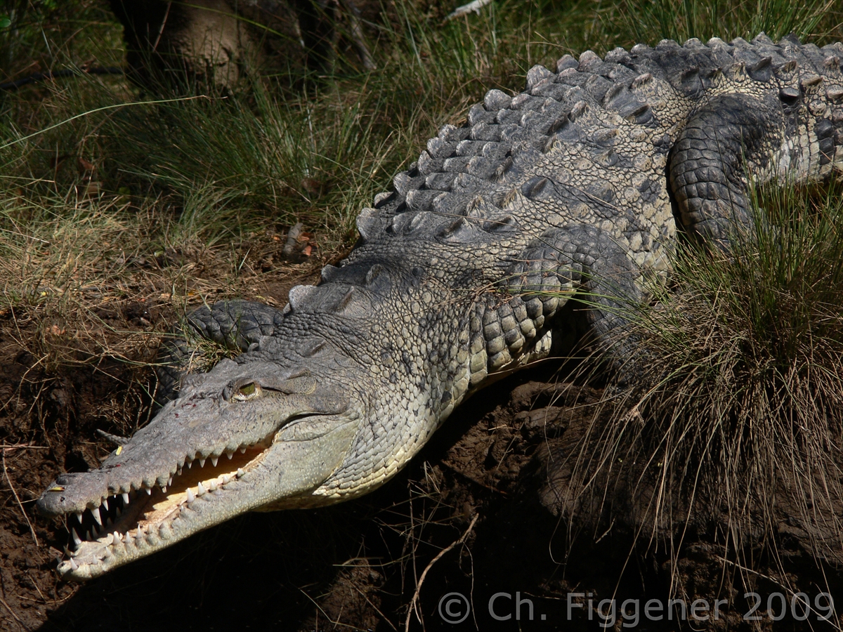 American Crocodile