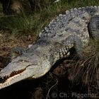 American Crocodile