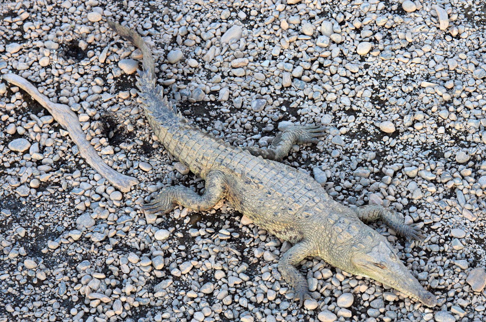 American Crocodile (Crocodylus acutus) , Rio de Grande Tarcoles, Costa