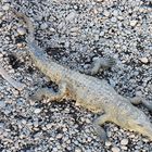 American Crocodile (Crocodylus acutus) , Rio de Grande Tarcoles, Costa Rica