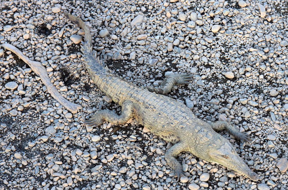 American Crocodile (Crocodylus acutus) , Rio de Grande Tarcoles, Costa Rica