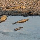 American Crocodile (Crocodylus acutus) , River Tarcoles, Costa Rica