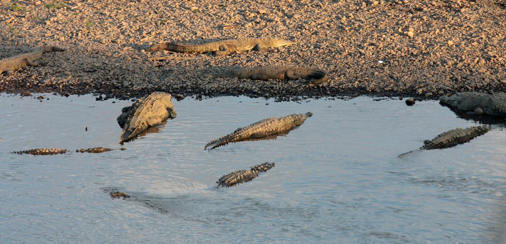 American Crocodile (Crocodylus acutus) , River Tarcoles, Costa Rica