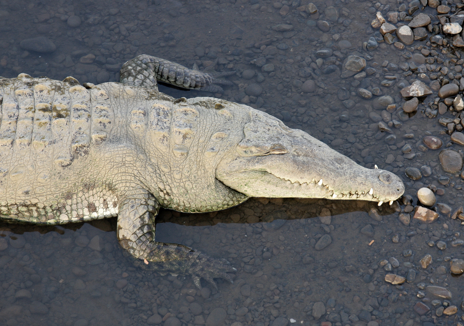 American Crocodile (Crocodylus acutus) , River Tarcoles, Costa Rica