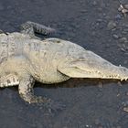 American Crocodile (Crocodylus acutus) , River Tarcoles, Costa Rica