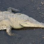 American Crocodile (Crocodylus acutus) , River Tarcoles, Costa Rica