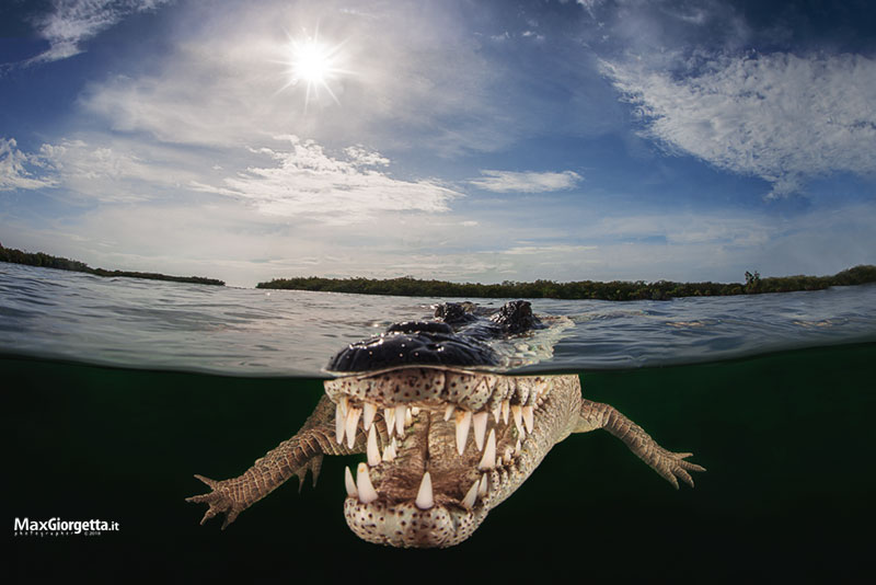 american crocodile - www.maxgiorgetta.it