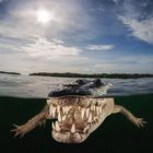 american crocodile - www.maxgiorgetta.it