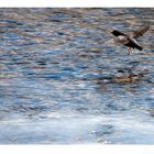 American Dipper im Lamar River