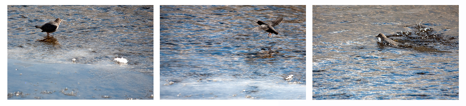 American Dipper im Lamar River