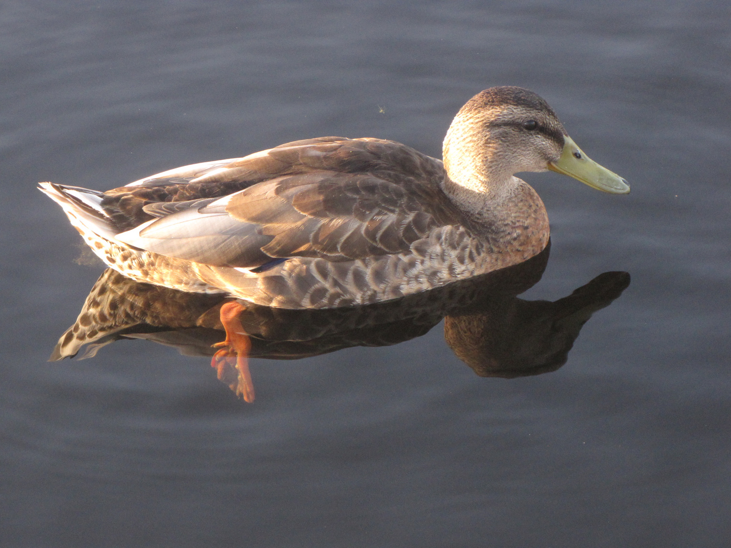 american duck