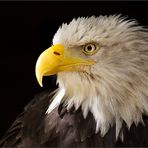 *American Eagle*