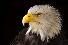 *American Eagle*