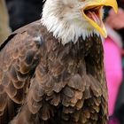 American Eagle