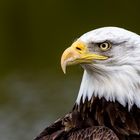 American Eagle