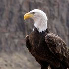 American Eeagle