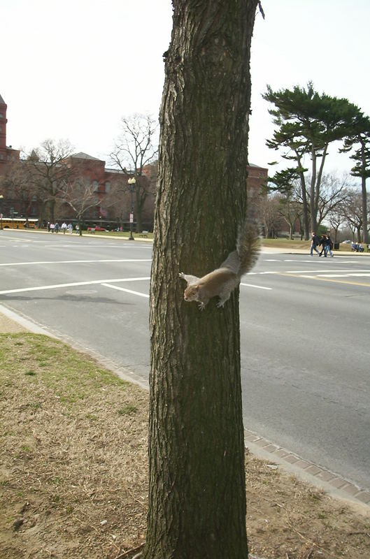 American Eichhörnchen