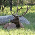 American Elk ( Wapiti )