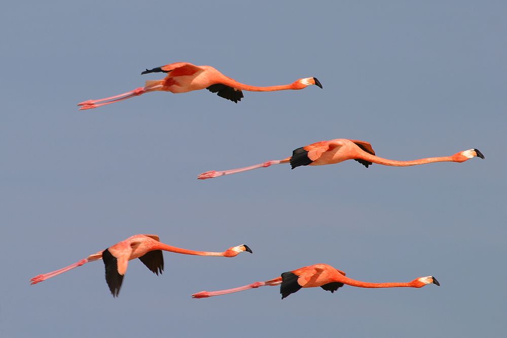 American flamingo (Phoenicopterus ruber)