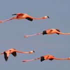 American flamingo (Phoenicopterus ruber)