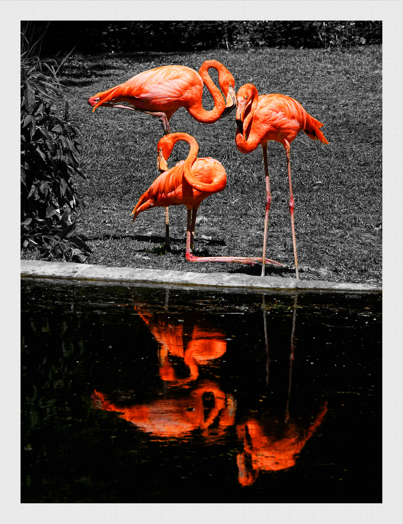 American Flamingo Trio
