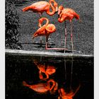 American Flamingo Trio