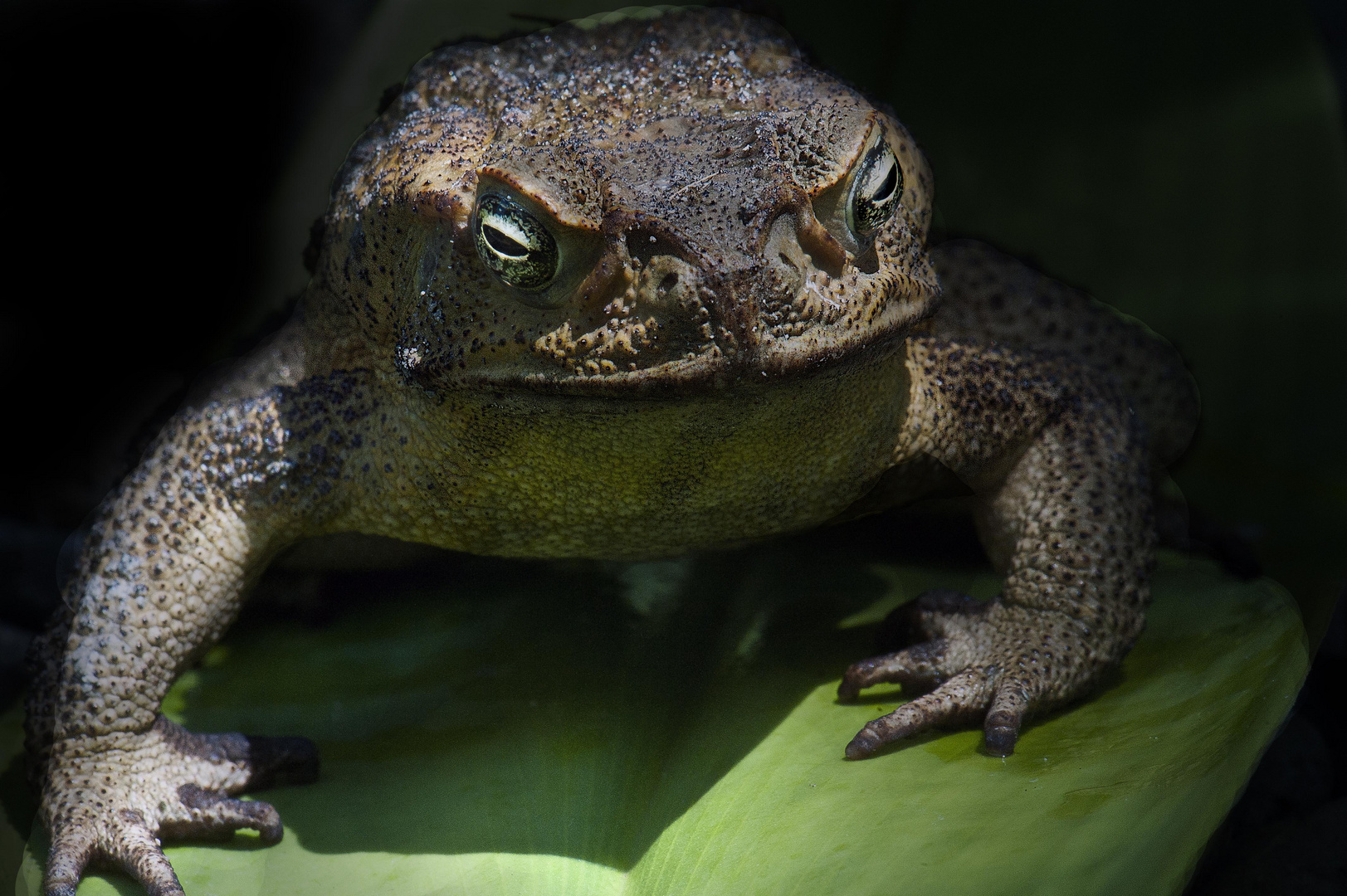 American frog