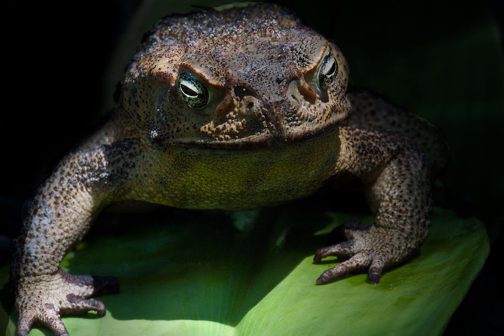 American frog