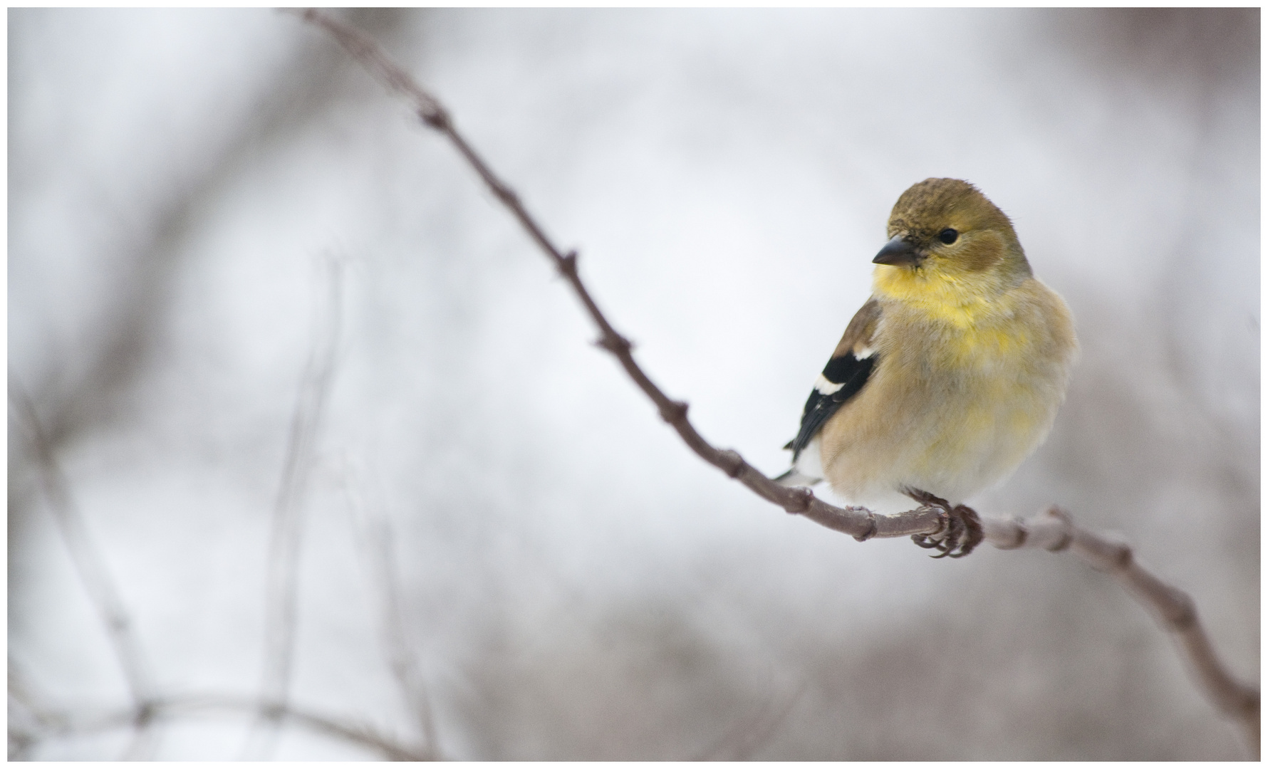 American goldfinch