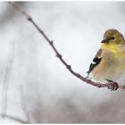 American goldfinch