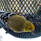 American Goldfinch